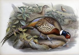 John Gould - Chinese Ring-Necked Pheasant