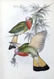 John Gould - Red-Throated Nyctiornis