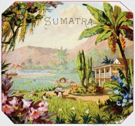 Unknown - Sumatra