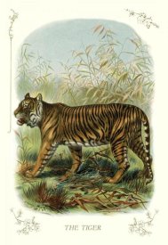 Unknown - The Tiger, 1900