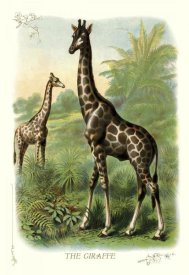 Unknown - The Giraffe, 1900