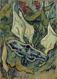Vincent Van Gogh - Emperor Moth