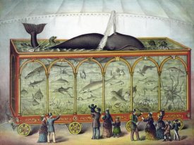 Gibson and Co - Aquarium