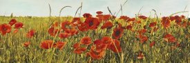 Luca Villa - Poppy Field
