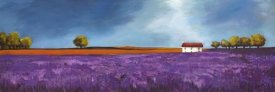 Philip Bloom - Field of Lavender