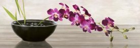 Shin Mills - Orchid Arrangement