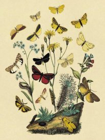 W. F. Kirby - Moths: C. Miniata, S. Aurita, et al.