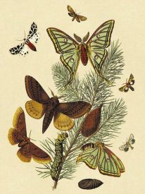 W. F. Kirby - Moths: E. Pudica, E. Pantheria, S. Caecigena, L. Lineosa