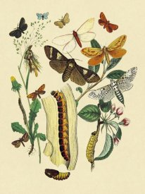 W. F. Kirby - Moths: C. Ligniperda, Z. Aesculi, et al.