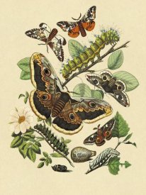 W. F. Kirby - Moths: E. Versicolora, S. Pyri, S. Carpini