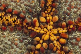Ross and Diane Armstrong - Starfish mouth, Kimbe Bay, Papua New Guinea