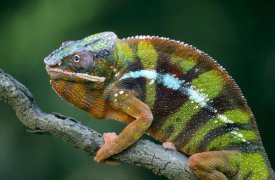 Ingo Arndt - Panther Chameleon male, Madagascar