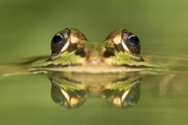 Ingo Arndt - Edible Frog with reflection, Germany