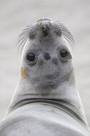Ingo Arndt - Northern Elephant Seal female, California