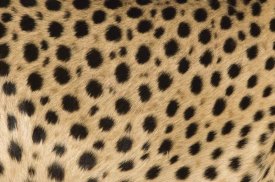 Ingo Arndt - Cheetah close-up of coat showing spots, Africa