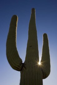Ingo Arndt - Saguaro cactus and sun, Saguaro National Park, Arizona