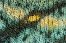 Ingo Arndt - Parson's Chameleon close up of skin of male, Madagascar