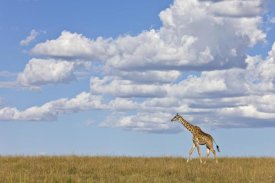 Ingo Arndt - Masai Giraffe walking, Masai Mara National Reserve, Kenya