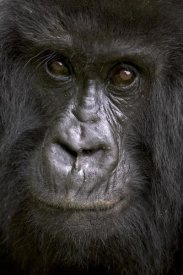 Ingo Arndt - Mountain Gorilla female, Parc National Des Volcans, Rwanda