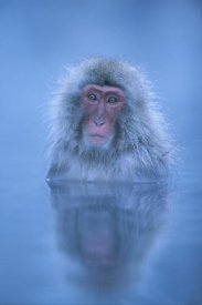 Ingo Arndt - Japanese Macaque bathing in hot springs, Joshinetsu Plateau National Park, Japan