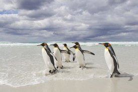 Ingo Arndt - King Penguin group on beach walking into surf, Volunteer Point, Falkland Islands