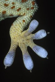 Ingo Arndt - Tokay Gecko underside detail of foot with scales that have natural adhesive properties