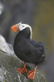 Matthias Breiter - Tufted Puffin, Pribilof Islands, Alaska