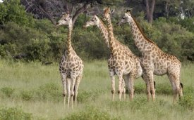 Matthias Breiter - Giraffe group, Linyanti River, Botswana