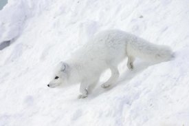 Matthias Breiter - Arctic Fox on snow drift, tundra, Arctic