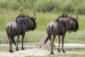 Matthias Breiter - Blue Wildebeest pair, Okavango Delta, Botswana