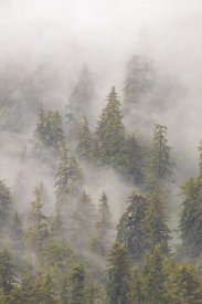Matthias Breiter - Mist in Tongass National Forest, Juneau, Alaska