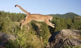 Matthias Breiter - Mountain Lion jumping, Montana. Sequence 1 of 2