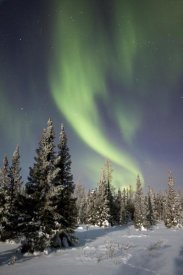 Matthias Breiter - Northern lights over boreal forest, North America