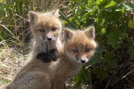 Matthias Breiter - Red Fox kits playing, Katmai National Park, Alaska