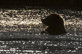 Matthias Breiter - Grizzly Bear in water, Katmai National Park, Alaska