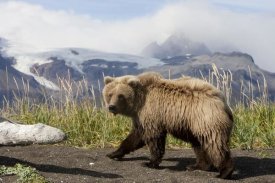 Matthias Breiter - Grizzly Bear yearling, Katmai National Park, Alaska