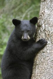 Matthias Breiter - Black Bear cub in tree safe from danger, Orr, Minnesota