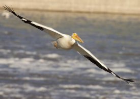 Matthias Breiter - American White Pelican flying, Lockport, Manitoba, Canada