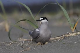 Matthias Breiter - Aleutian Tern on ground nest with single egg, Yakutat, Alaska