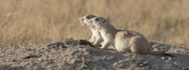 Matthias Breiter - Prairie Dog pair, Grasslands National Park, Saskatchewan, Canada