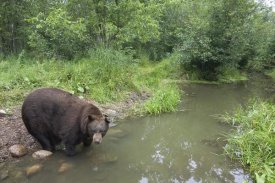Matthias Breiter - Black Bear large adult male drinking from stream, Orr, Minnesota