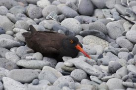 Matthias Breiter - Black Oystercatcher on rocky beach, Katmai National Park, Alaska