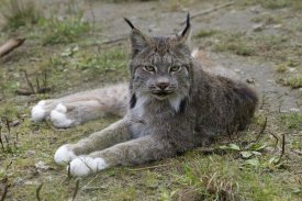 Matthias Breiter - Canada Lynx reclining showng typically large feet, Haines, Alaska