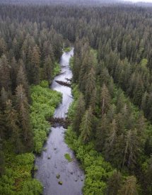 Matthias Breiter - Stream and boreal forest, Tongass National Forest, Yakutat, Alaska