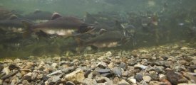 Matthias Breiter - Pink Salmon swimming during migration, Indian River, Sitka, Alaska