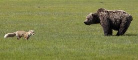 Matthias Breiter - Red Fox and Grizzly Bear on sedge flats, Katmai National Park, Alaska