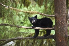 Matthias Breiter - Black Bear cub in tree along Anan Creek, Tongass National Forest, Alaska
