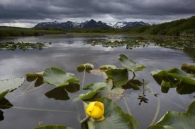 Matthias Breiter - European Yellow Pondlily on pond with overcast sky, Katmai National Park, Alaska