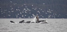 Matthias Breiter - Humpback Whale bubble net feeding near Juneau with seagulls stealing fish, Alaska