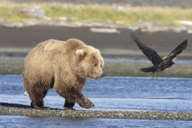 Matthias Breiter - Grizzly Bear walking along water and scaring away Common Raven, Katmai National Park, Alaska